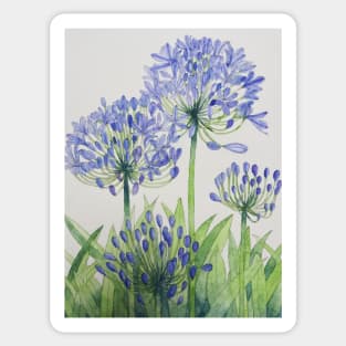 Blue Agapanthus watercolour painting. Sticker